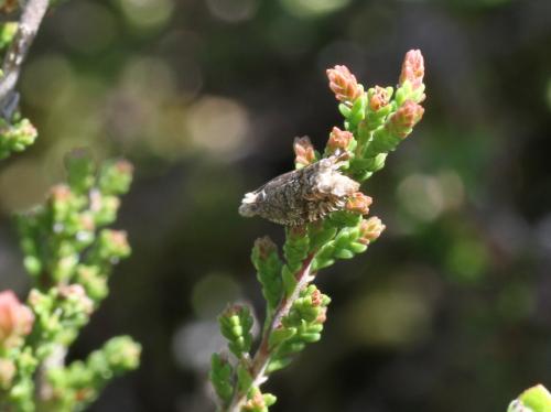 Réf. 121 130 : Ancylis unguicella