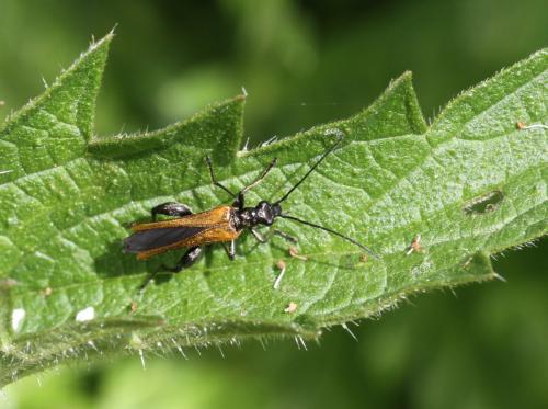 Réf. 121 081 : Oedemera femorata