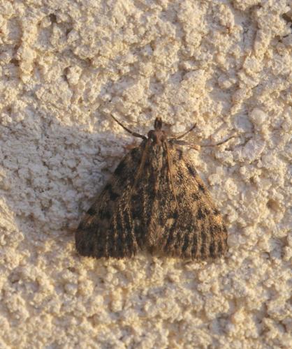 Réf. 121 412 : Aglossa pinguinalis