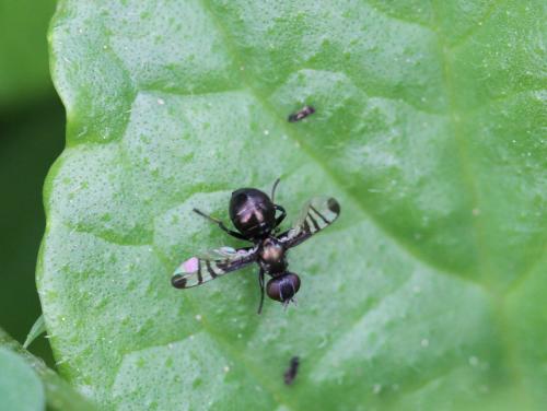 Rivellia syngenesiae