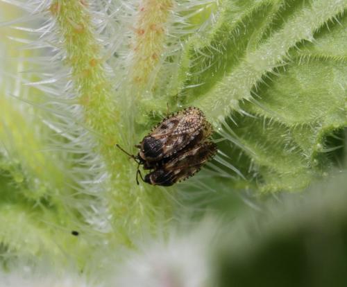 Dictyla echii