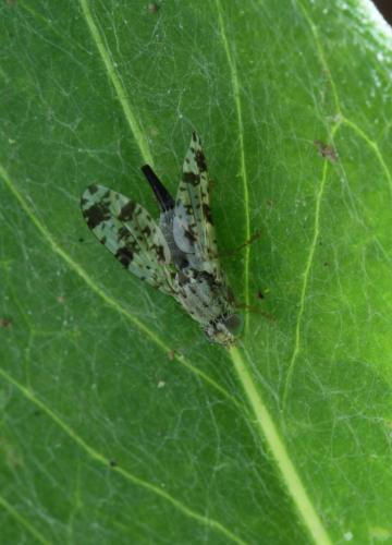 Tephritis hyoscyami