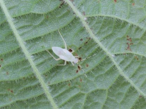 Phylus coryli