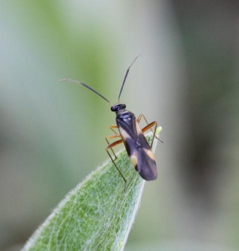 Globiceps sp.