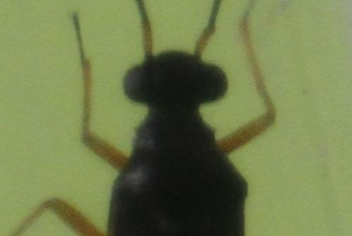 Globiceps sp.