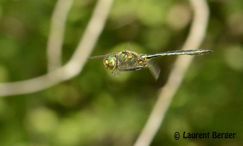 Réf. 121 739 : Somatochlora meridionalis