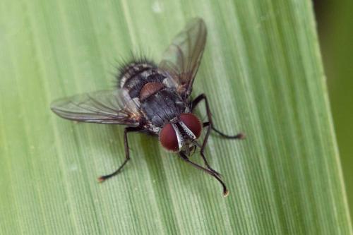 Carcelia sp.