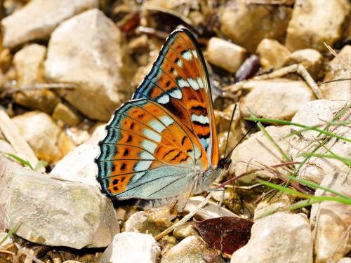 Réf. 121 396 : Limenitis populi