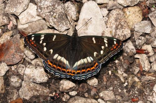 Limenitis populi