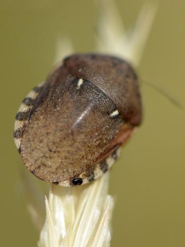 Eurygaster maura