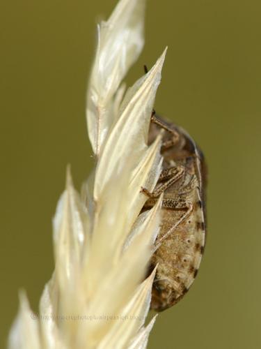 Eurygaster maura