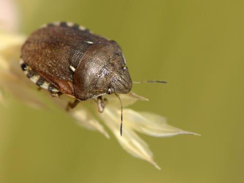 Réf. 121 725 : Eurygaster maura