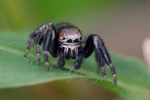 Evarcha arcuata