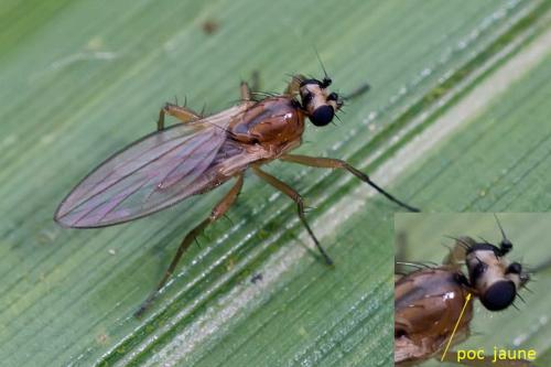 Réf. 121 089 : Lonchoptera sp.