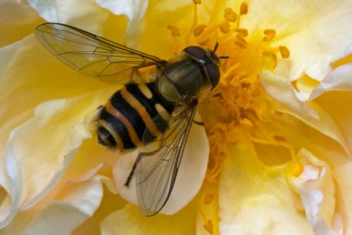Syrphus sp.
