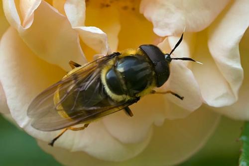 Réf. 121 225 : Callicera aurata
