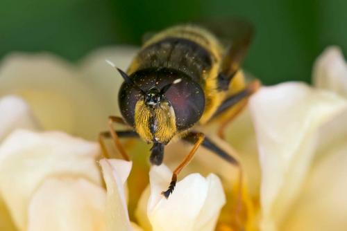 Réf. 121 227 : Callicera aurata