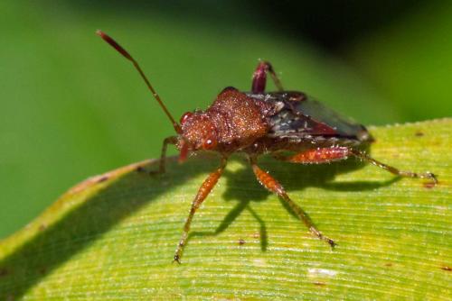 Réf. 121 289 : Rhopalus subrufus