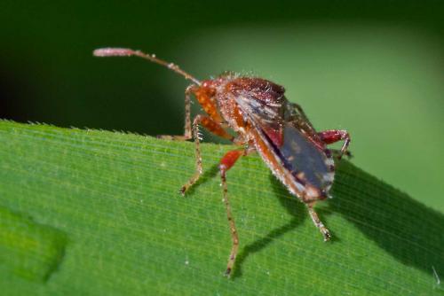 Réf. 121 288 : Rhopalus subrufus