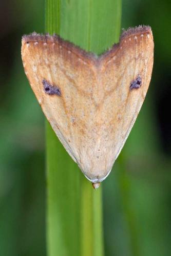 Réf. 121 824 : Rivula sericealis