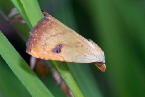 Réf. 121 823 : Rivula sericealis