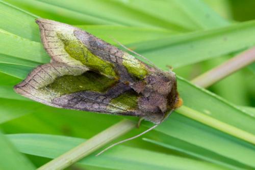 Réf. 121 772 : Diachrysia chrysitis