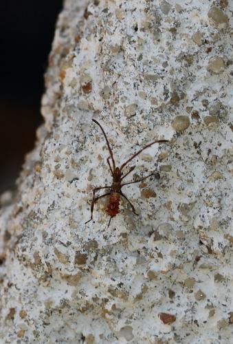Leptoglossus occidentalis