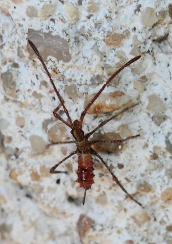 Leptoglossus occidentalis