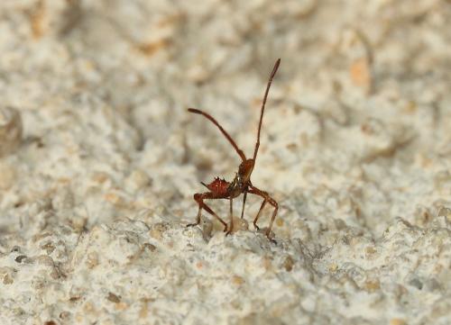 Leptoglossus occidentalis