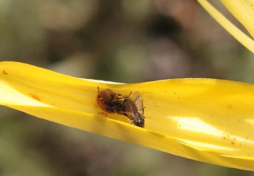 Synema globosum