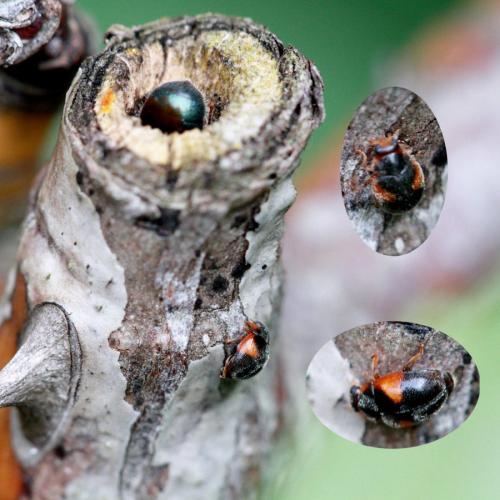 Réf. 121 721 : Scymnus interruptus