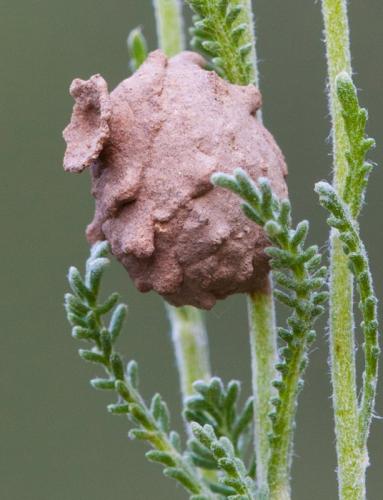 Eumenes sp.