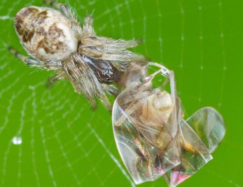 Cyclosa sp.