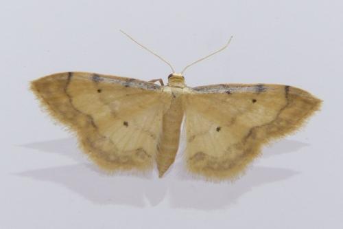 Idaea politaria