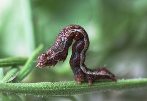 Réf. 121 981 : Acontia trabealis