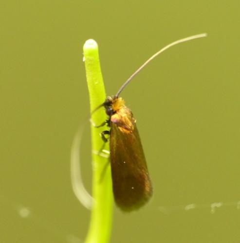 Cauchas rufimitrella