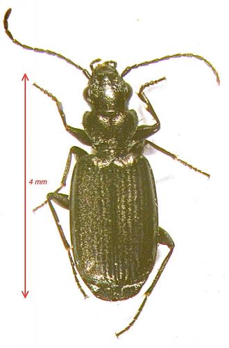 Apristus europaeus