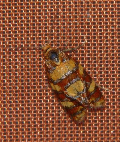Aethes tesserana