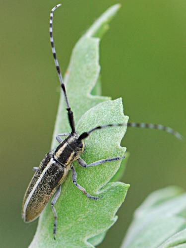 Agapanthia suturalis