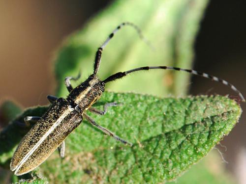 Agapanthia suturalis