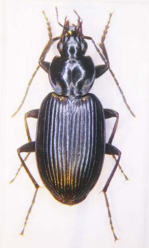 Agonum permoestum