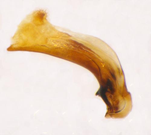Réf. 121 554 : Agonum permoestum