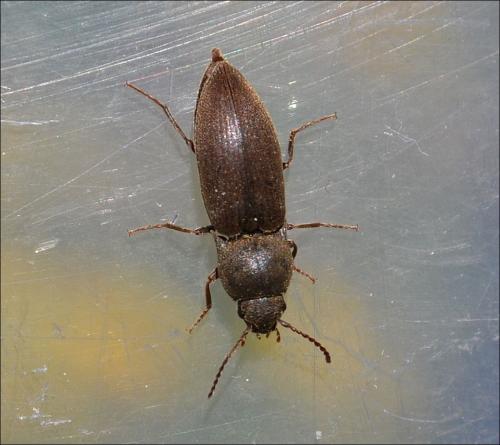 Réf. 121 960 : Agriotes obscurus