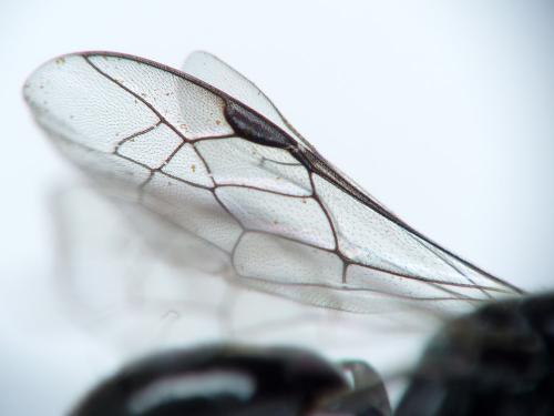 Réf. 121 143 : Psenulus fuscipennis