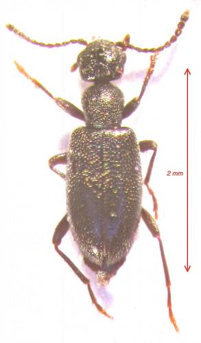 Réf. 121 663 : Anthicus luteicornis