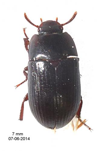 Réf. 121 237 : Alphitobius diaperinus