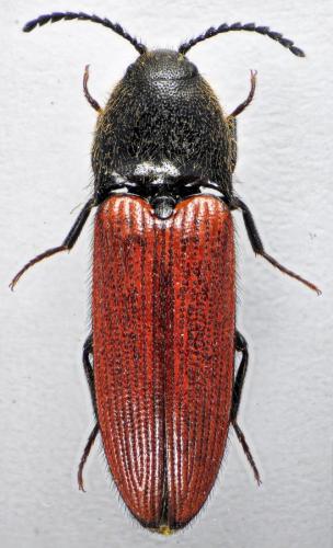 Réf. 121 246 : Ampedus quercicola
