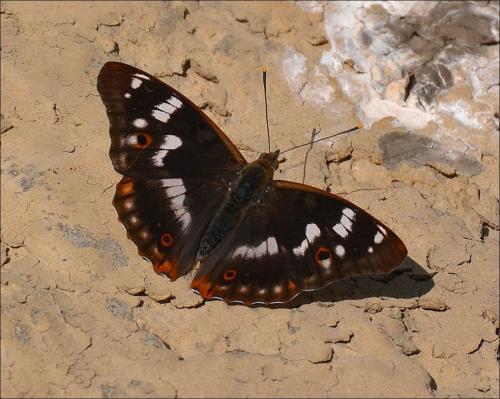Apatura ilia
