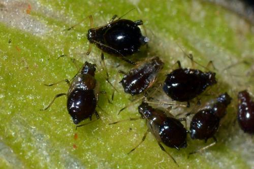 Brachycaudus sp.