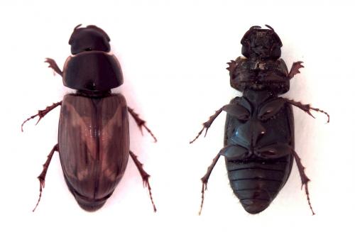 Melinopterus prodromus